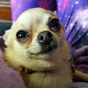 Meet your Posher, Peyton